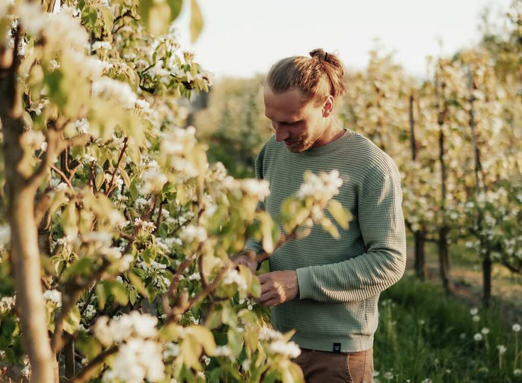 Obstbauer prüft die Apfelblüte in der Bio-Obstanlage